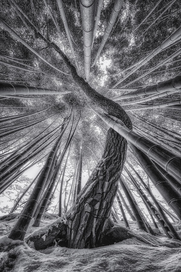 Bamboo And Pinetree Photograph by Tiger Seo