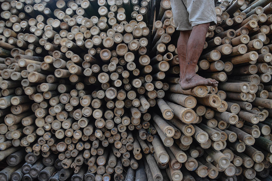 Bamboo Photograph - Bamboo by Arif Hari