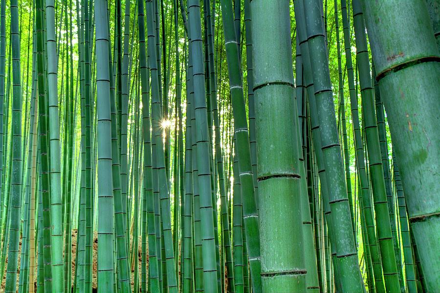 Bamboo Avenue - Arashiyama - Kyoto - Photograph by Michaël Ducloux