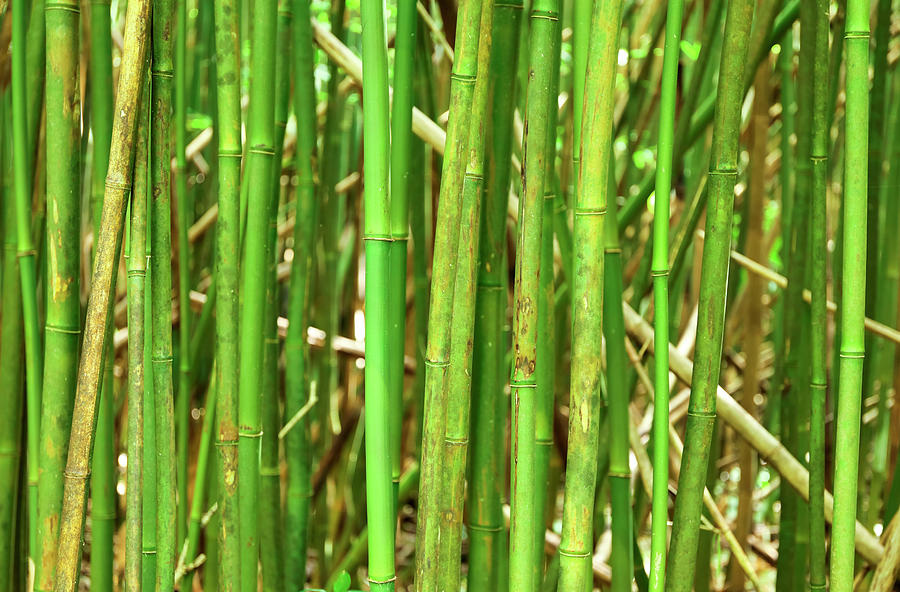 Bamboo Photograph by Bari Rhys