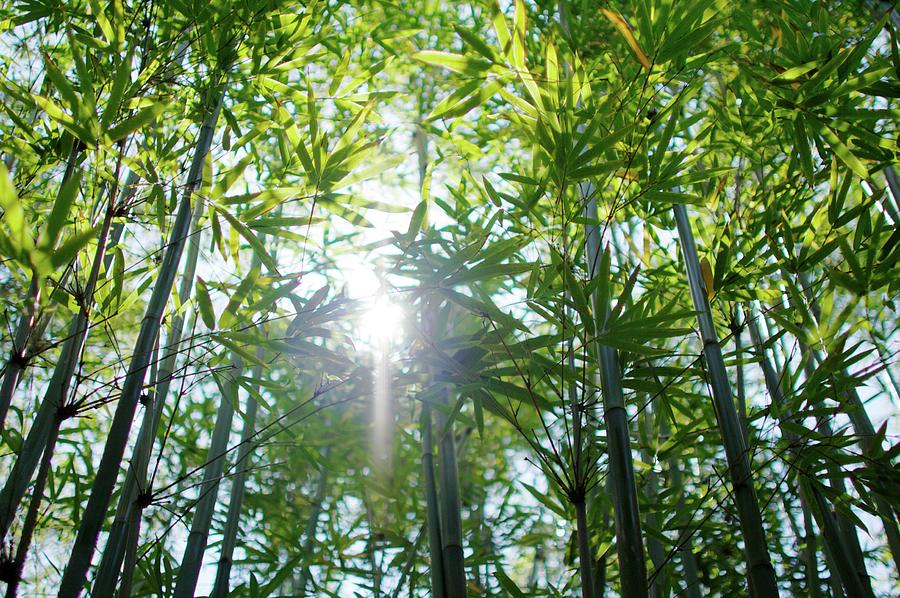 Bamboo Photograph by Ben Syverson
