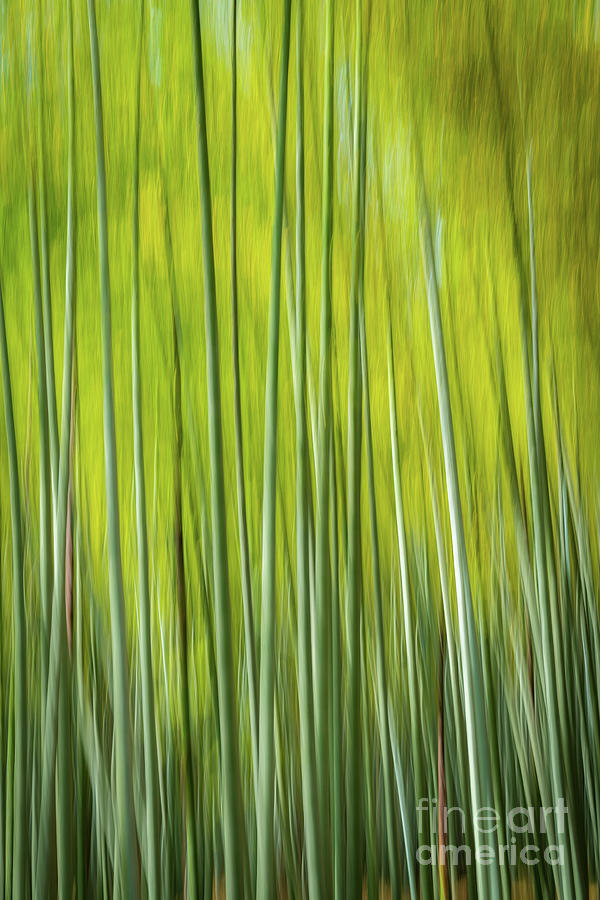 Tree Photograph - Bamboo Blur by Paul Woodford