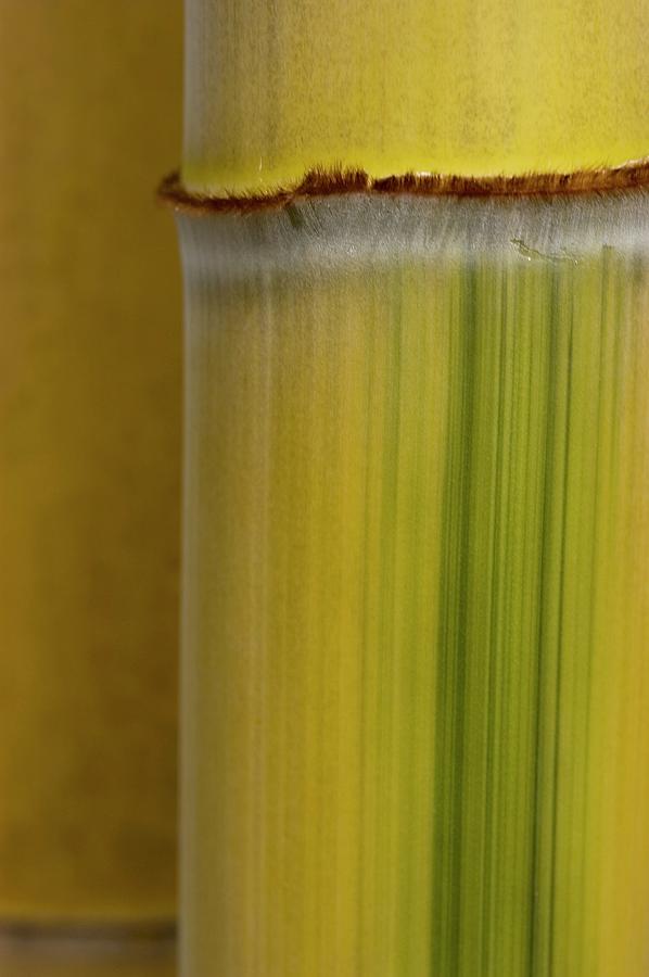 Bamboo Cane close-up Photograph by Michele Mulas