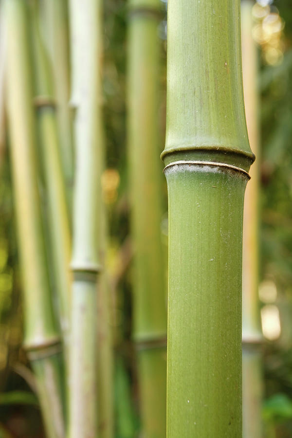 Bamboo Photograph by Carlofranco