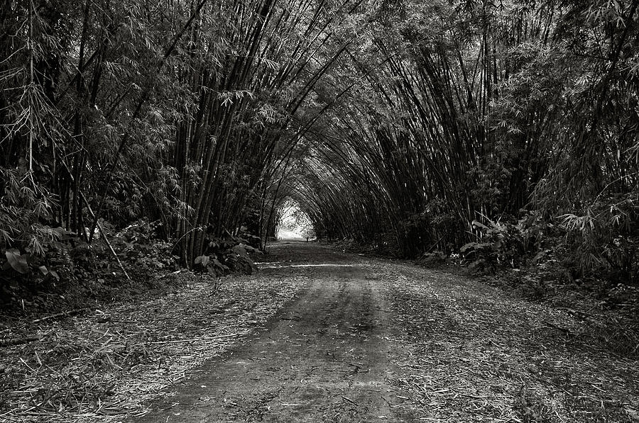Bamboo Cathedral I by Trinidad Dreamscape Bamboo Cathedral I by Trinidad Dreamscape