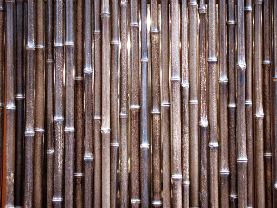 Bamboo Fence Photograph by Arti!