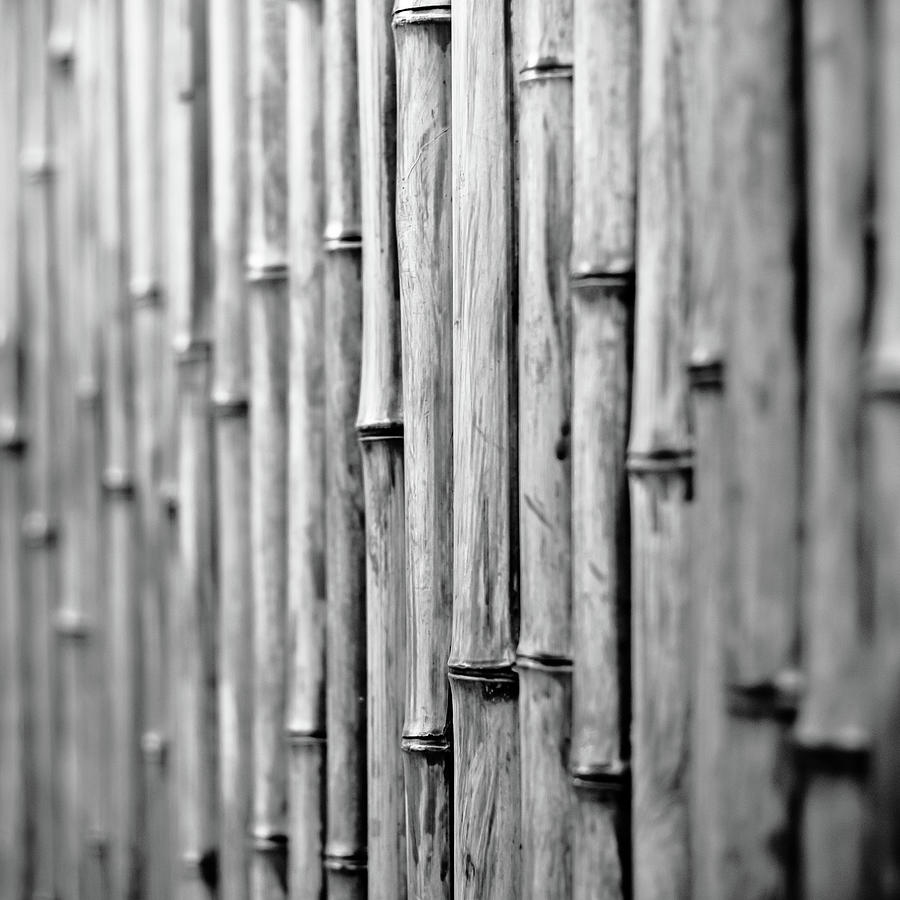 Bamboo Fence Photograph by George Imrie Photography