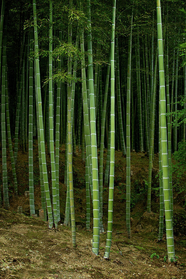Bamboo Forest, Arashiyama Photograph by Jan Enkelmann