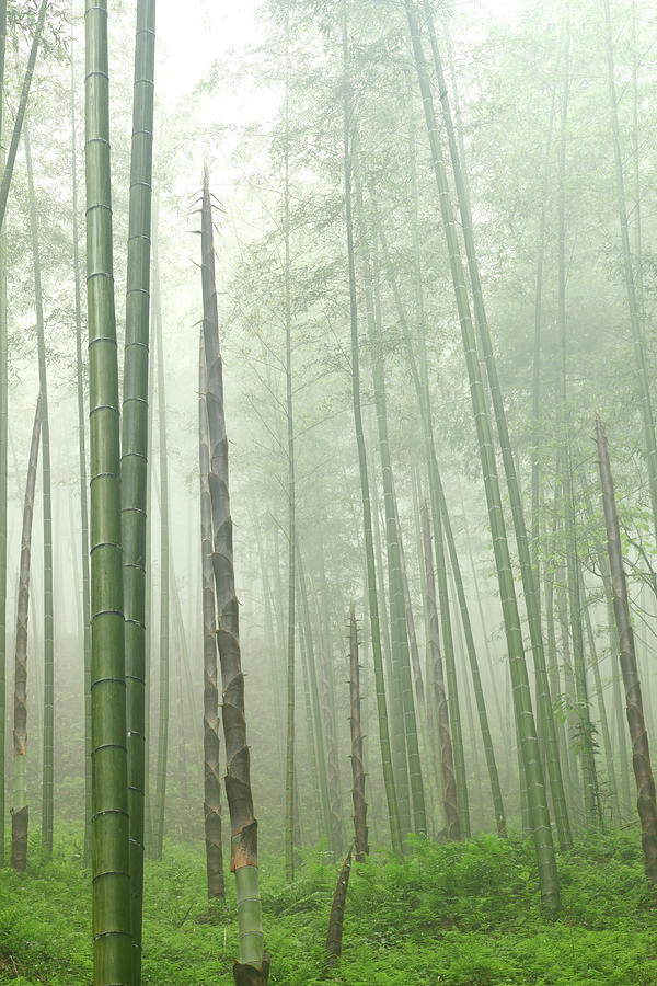 Bamboo Forest Photograph by Bihaibo