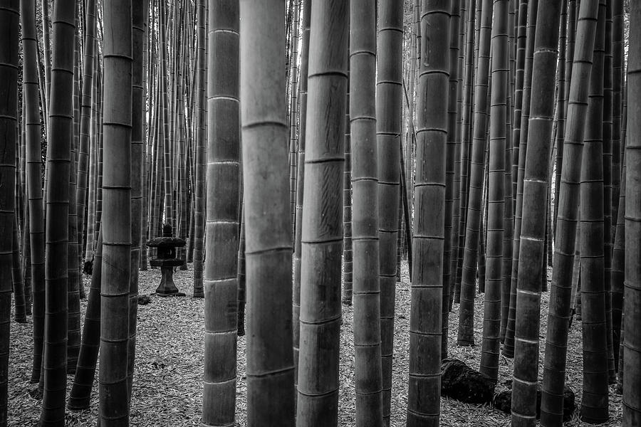 Bamboo Forest Photograph by Chris Geraty - Fine Art America