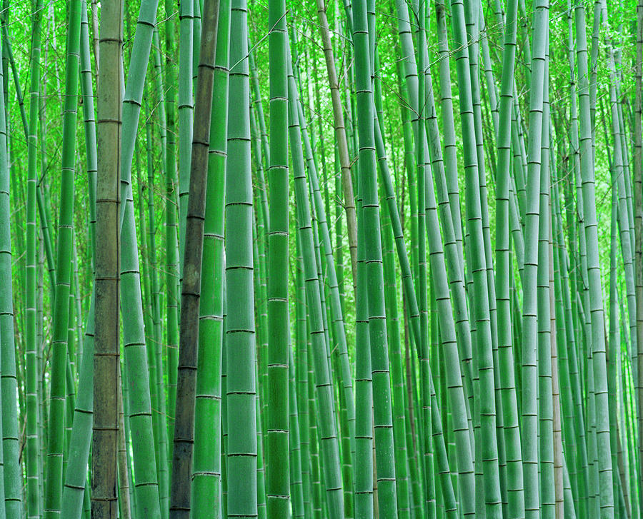 Bamboo Forest, Close-up Photograph by Xpacifica