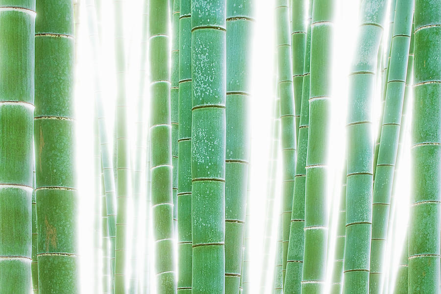 Bamboo Forest Photograph by Daryl Benson