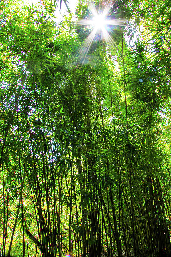 Bamboo Forest Photograph by Dawn Richards