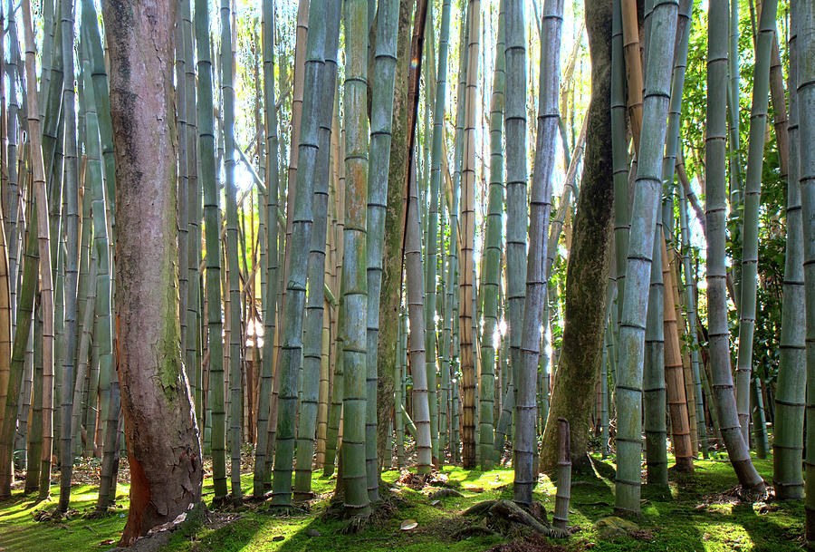 Bamboo Forest Photograph by Gary Hughes