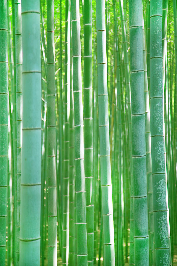 Bamboo Forest Photograph by Grant Faint