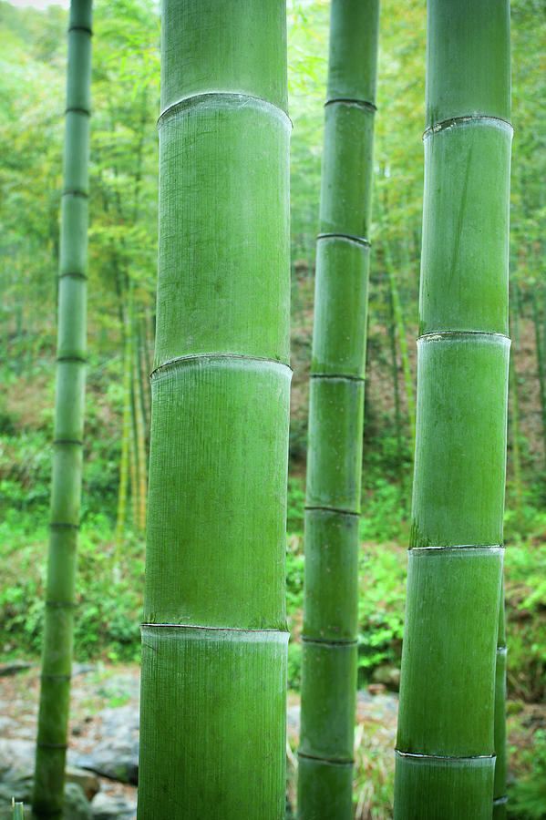 Bamboo Forest Photograph by Hudiemm