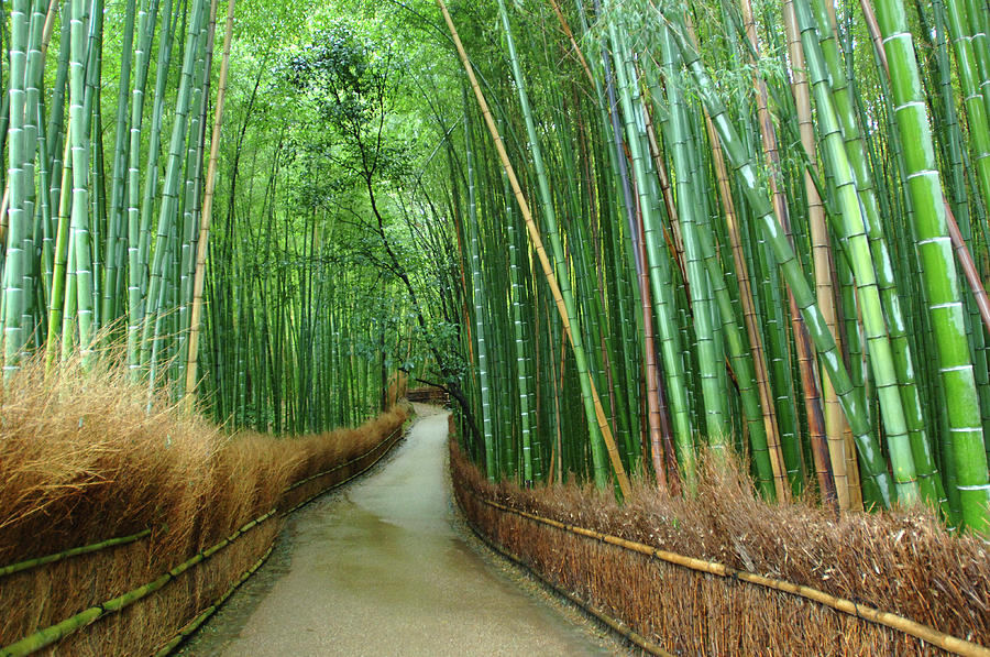 Bamboo Forest In Kyoto, Japan Photograph by William Chu