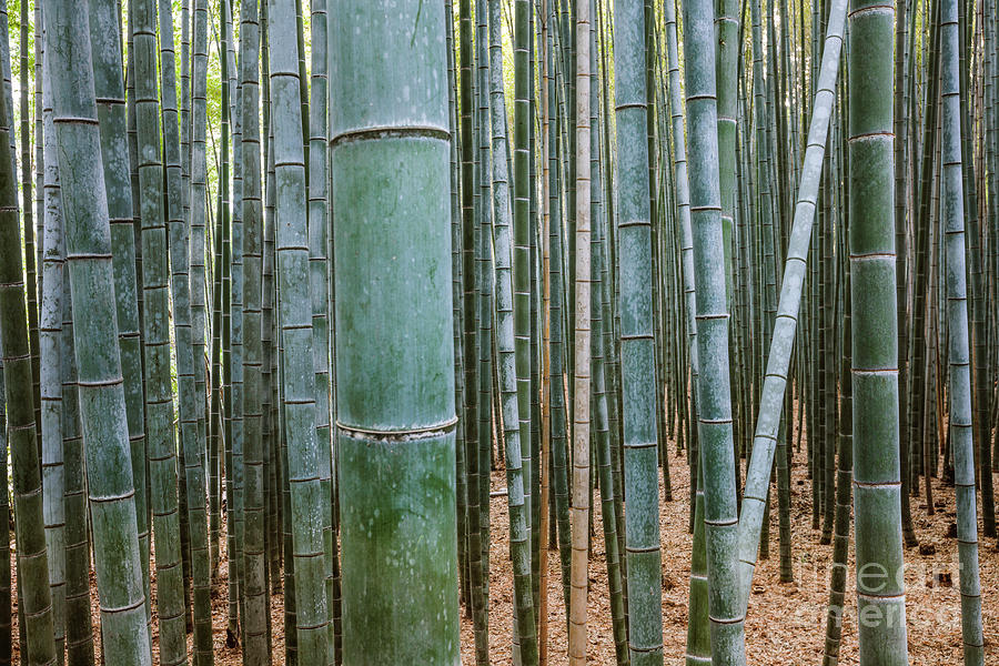 Bamboo forest, Japan Photograph by Matteo Colombo