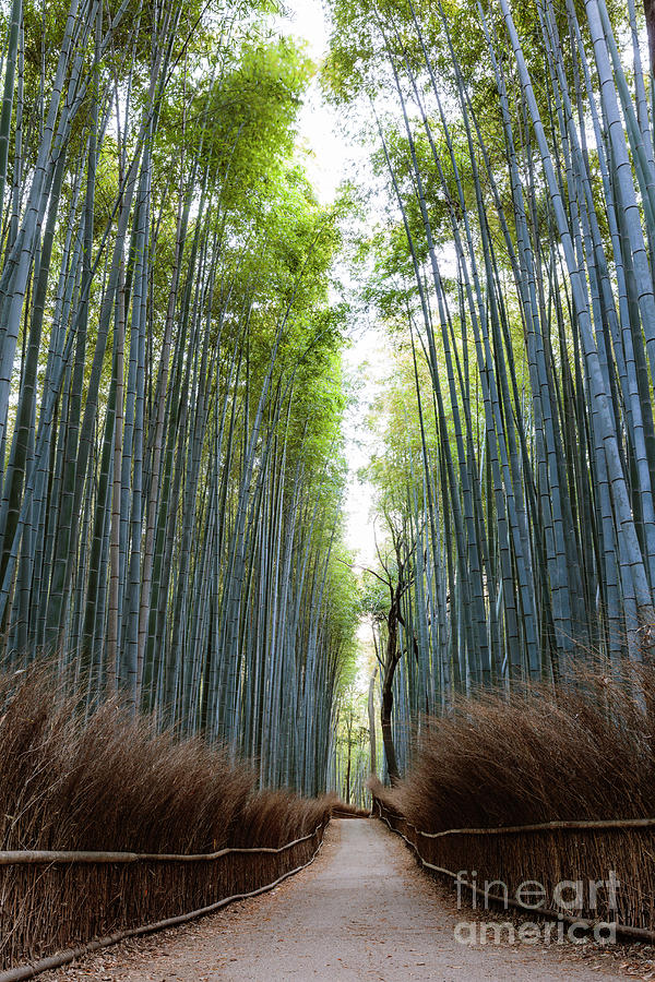 Bamboo forest, Kyoto, Japan Photograph by Matteo Colombo