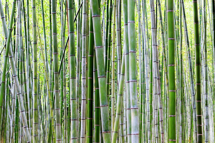 Bamboo Forest Digital Art by Maurizio Rellini