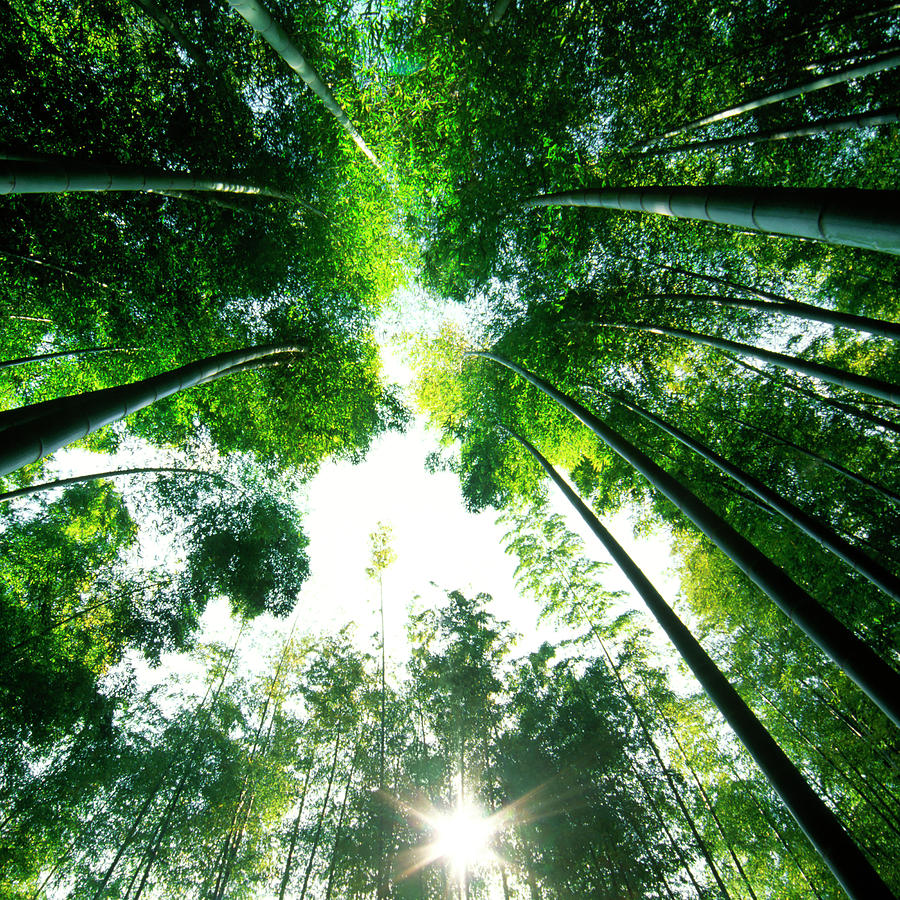 Bamboo Forest Photograph by Ooyoo