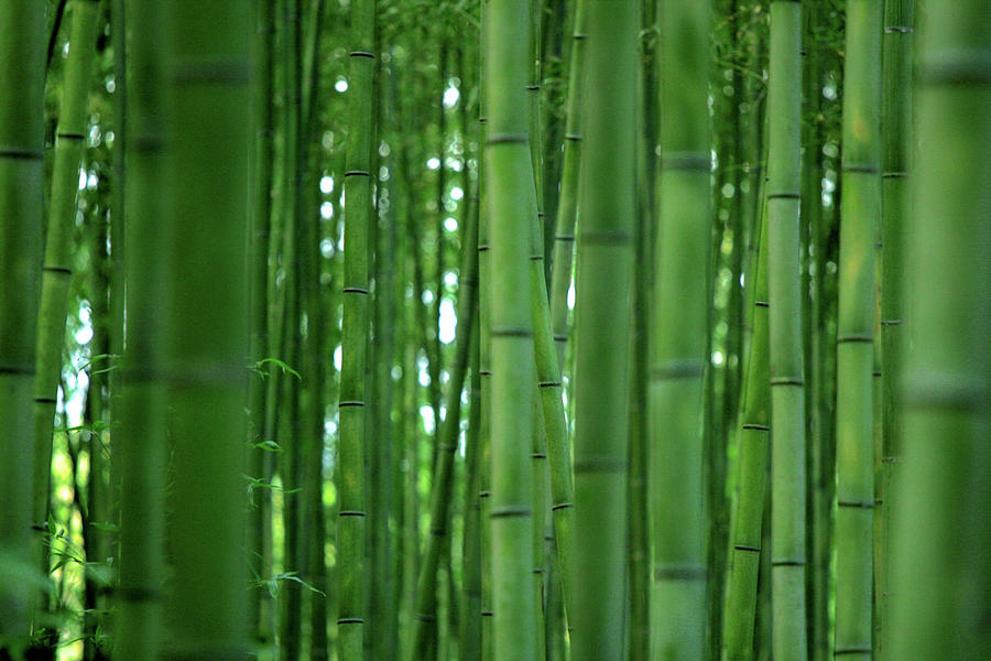 Bamboo Forest Photograph by Paco Alcantara - Fine Art America
