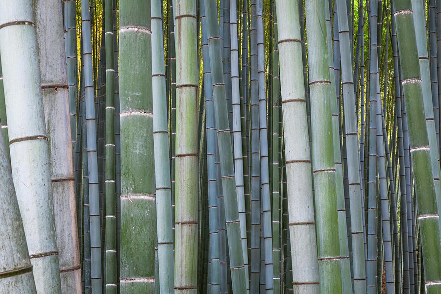 Bamboo Forest Digital Art by Tim Draper