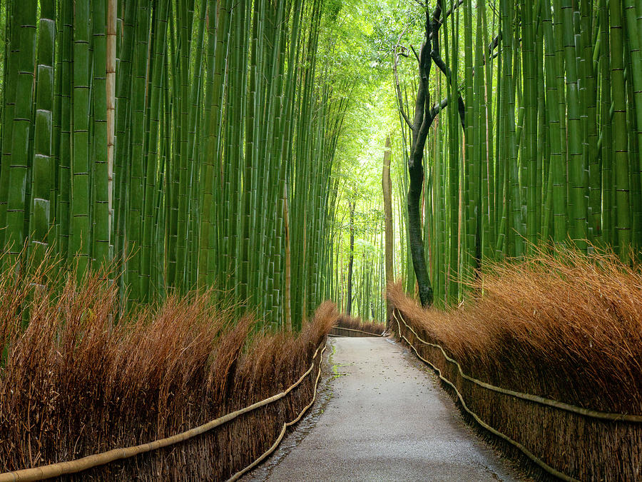 Bamboo Forest Trail Photograph by Dan Leffel - Pixels