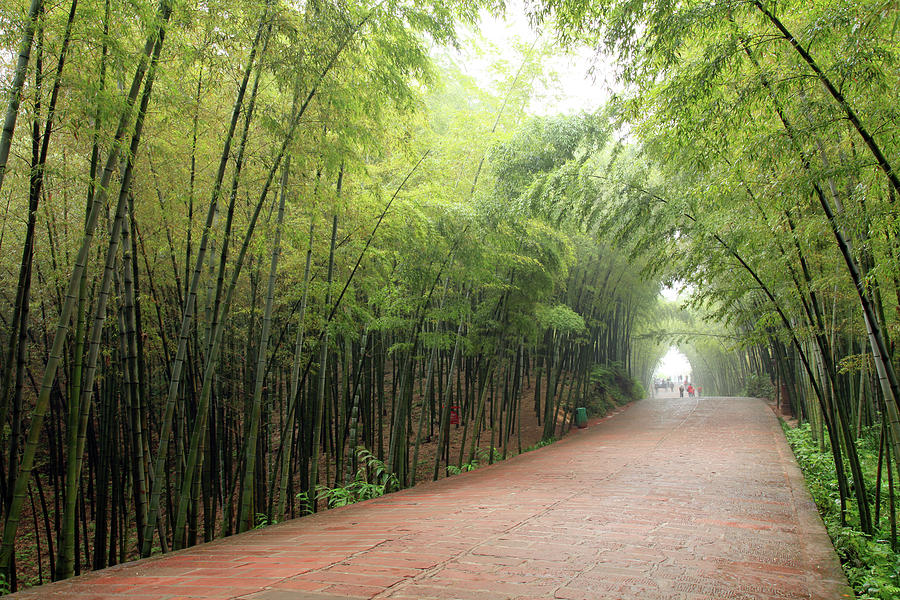 Bamboo Forrest And Red Sand Stone Path Photograph by Uschools