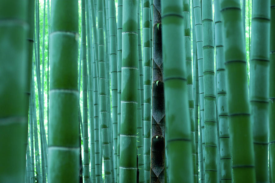 Bamboo Forrest Photograph by Daiji Kemmochi