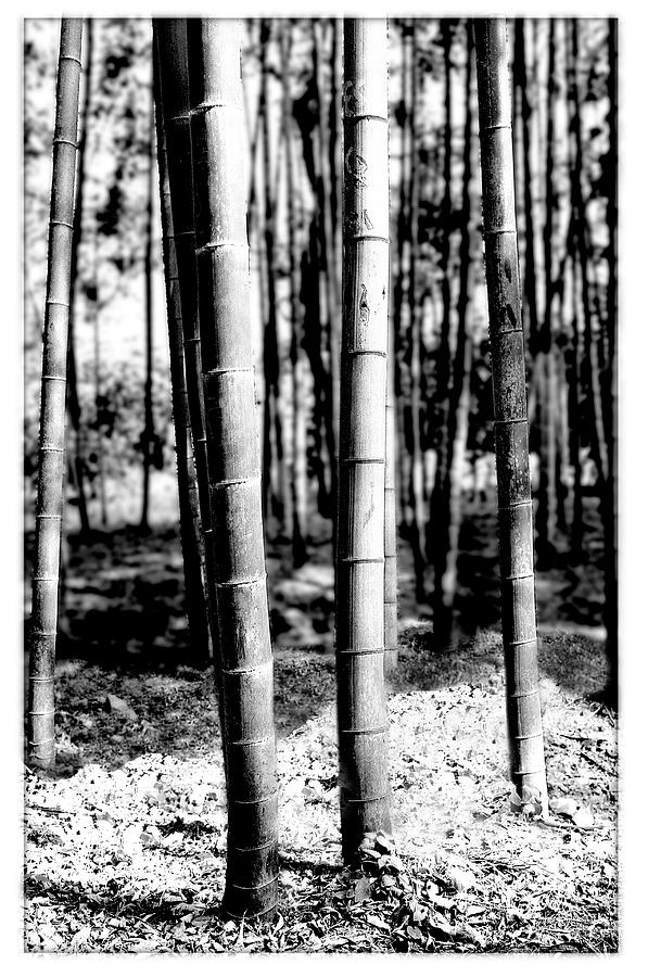 Bamboo Garden B&w Photograph by Harold Silverman - Trees & Old Fences ...