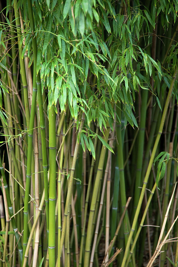 Nature Photograph - Bamboo grass by Allen Penton