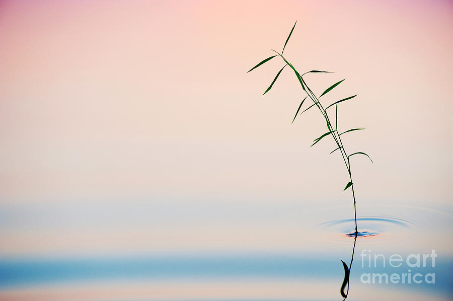 Bamboo Grass Dusk Photograph by Tim Gainey