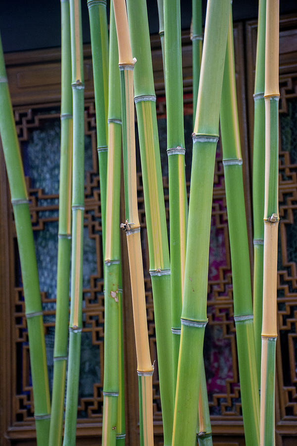 Bamboo Grid Photograph by Michael Dyer | Pixels