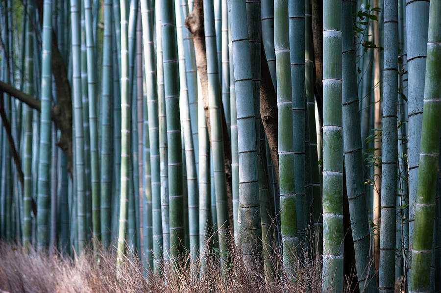 Bamboo Grove Photograph by © Gaïl Lefebvre Www.bookphotogail.com