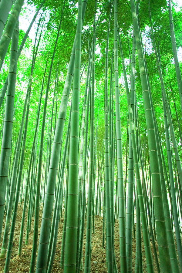 Bamboo Grove Photograph by Akira Kaede