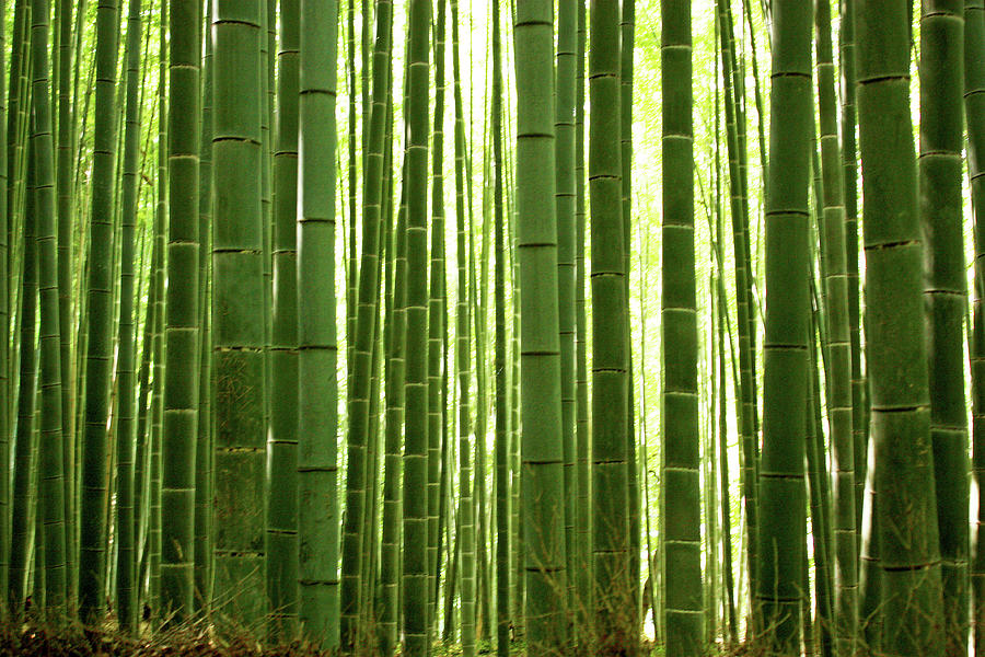 Bamboo Grove, Arashiyama Photograph by Andrea Schaffer