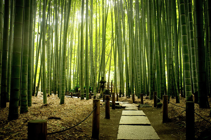 Bamboo Grove At Houkoku-ji Temple Photograph by Marser