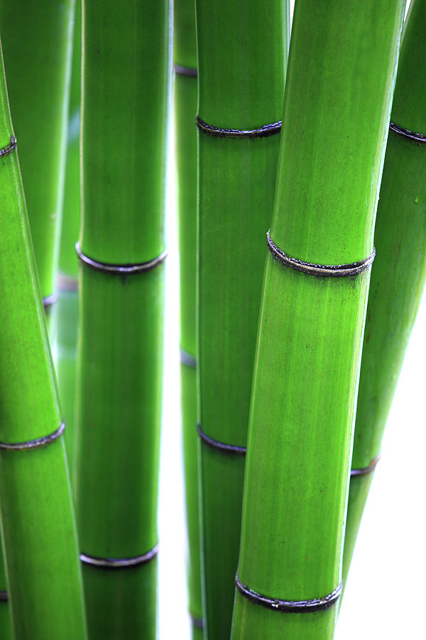Bamboo Grove Photograph by Bihaibo