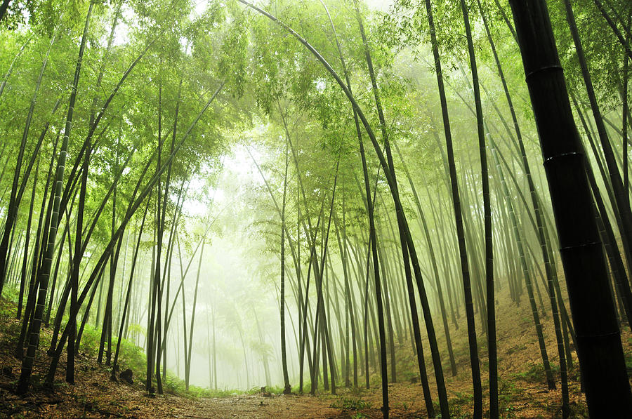 Bamboo Grove Photograph by Caoyu36