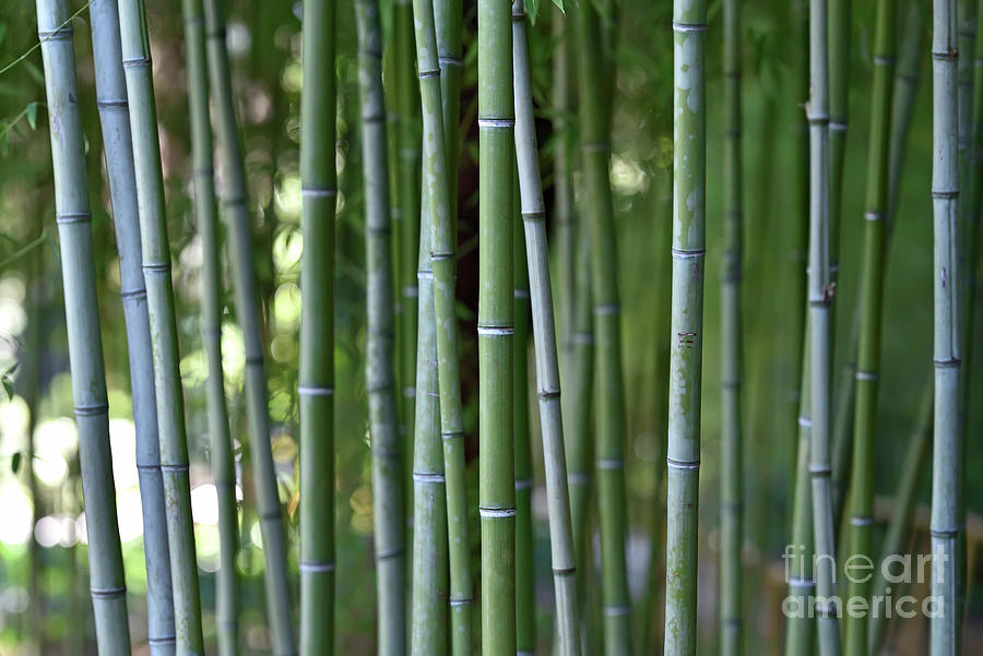 Bamboo grove Photograph by George Atsametakis
