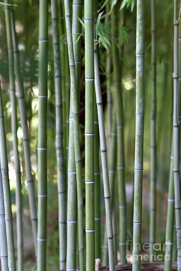 Bamboo grove II Photograph by George Atsametakis
