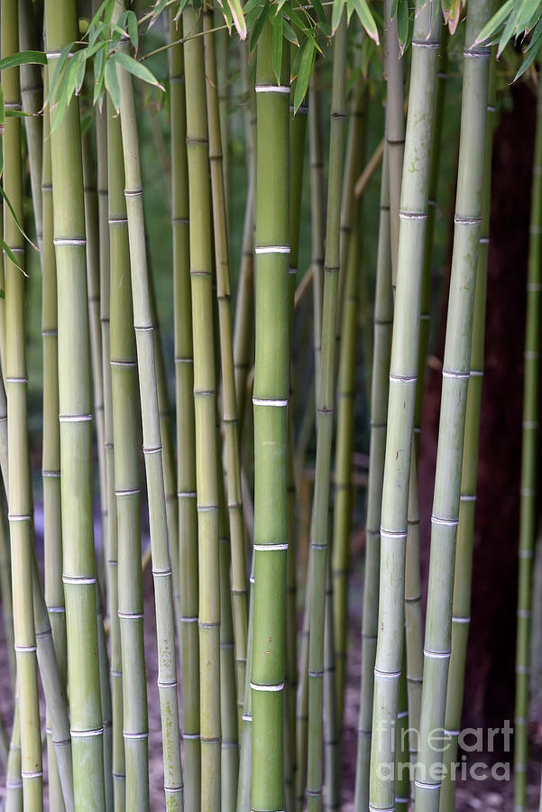 Bamboo grove III Photograph by George Atsametakis