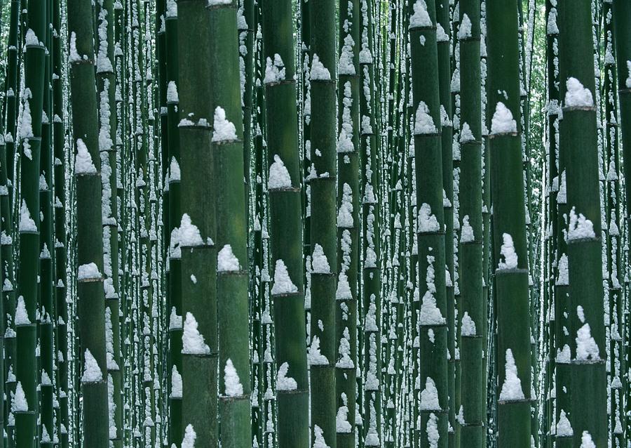 Bamboo Grove In Winter Photograph by Imagenavi