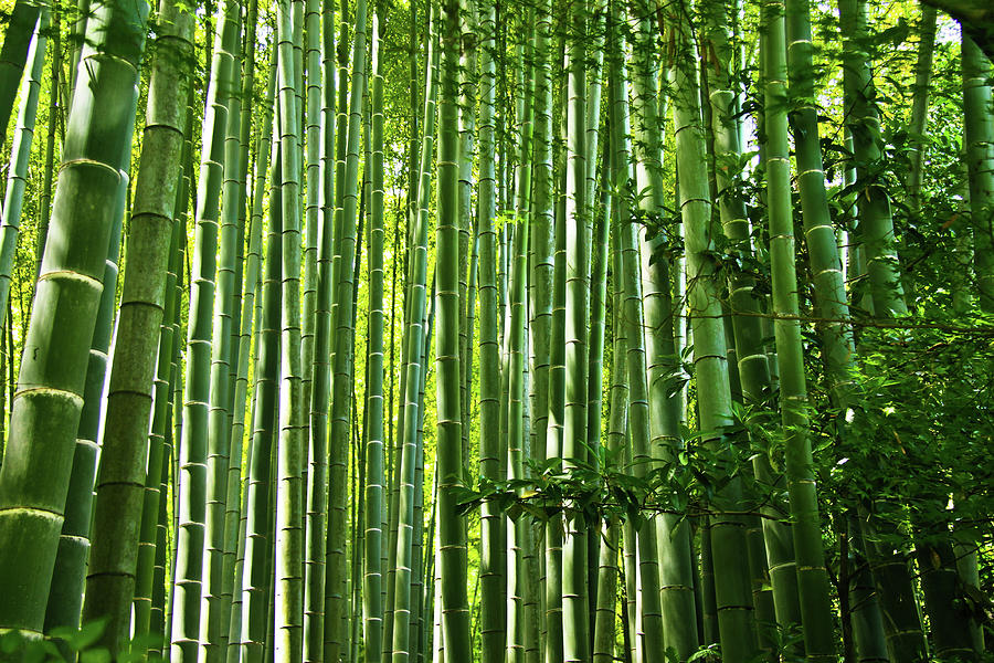 Bamboo Grove, Kamakura Photograph by Copyright Artem Vorobiev | Fine ...