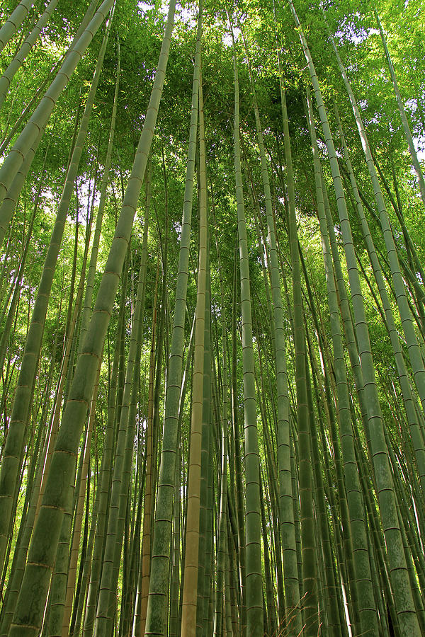 Bamboo Grove - Kyoto, Japan Photograph by Richard Krebs