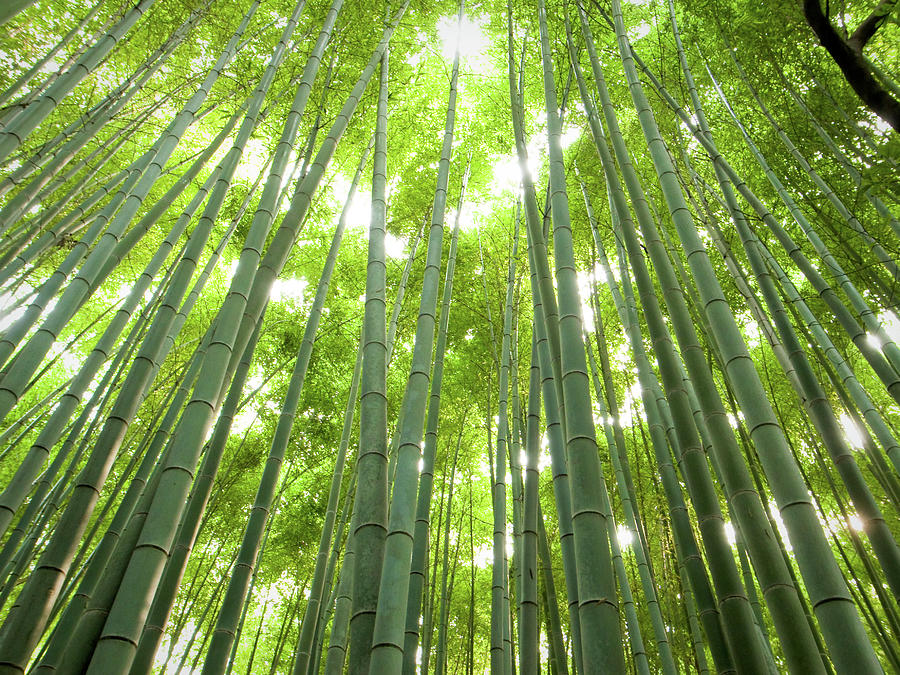 Bamboo Grove Photograph by Marser
