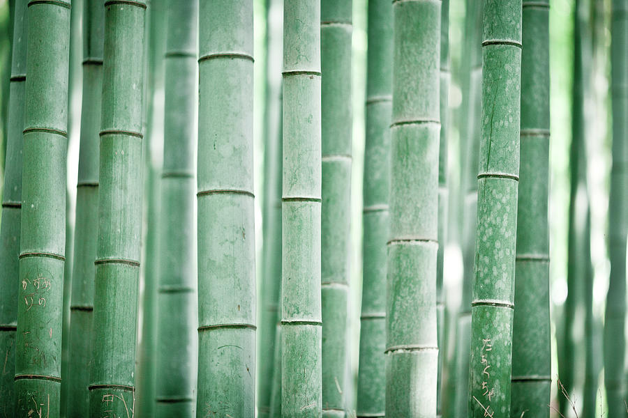 Bamboo Grove Photograph by Milton Correa