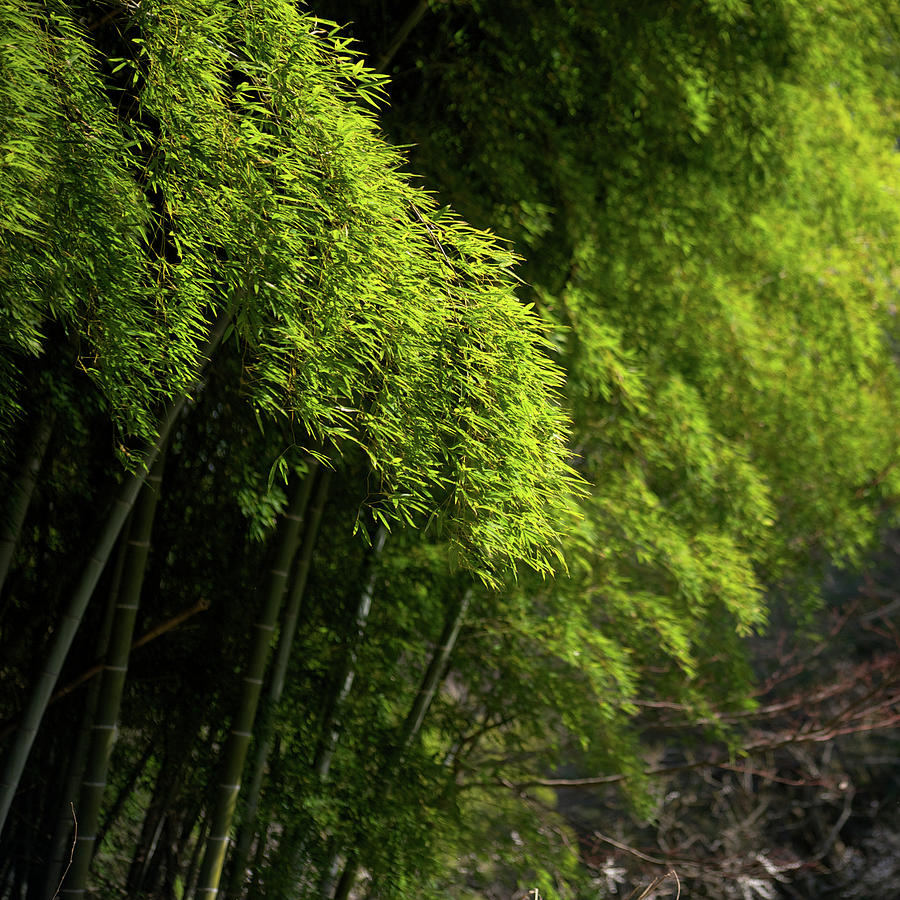 Bamboo Grove Photograph by Moriyu