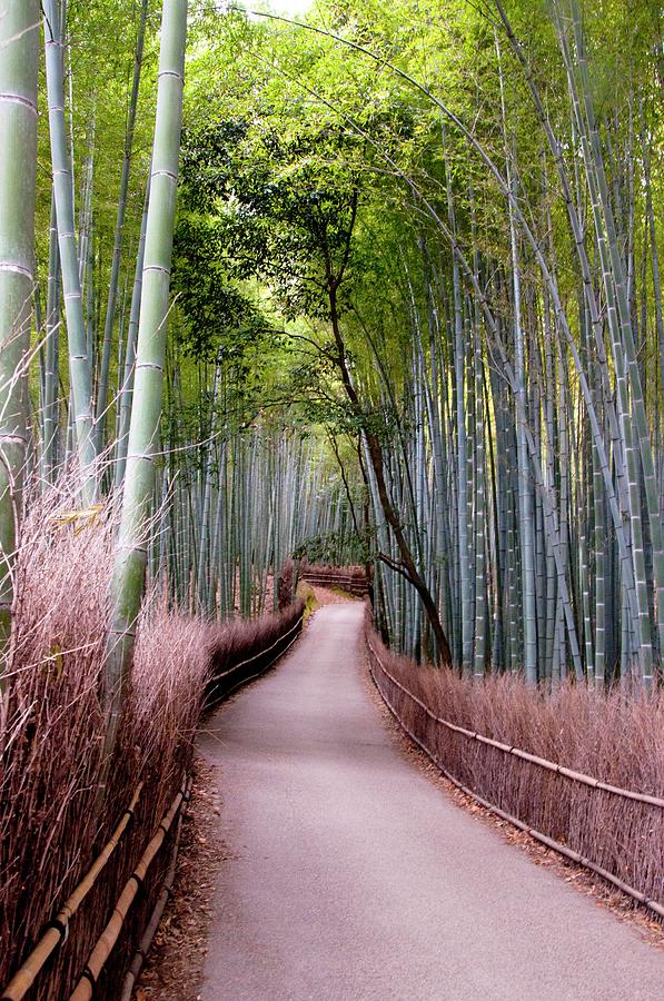 Bamboo Grove Photograph by Shadie Chahine